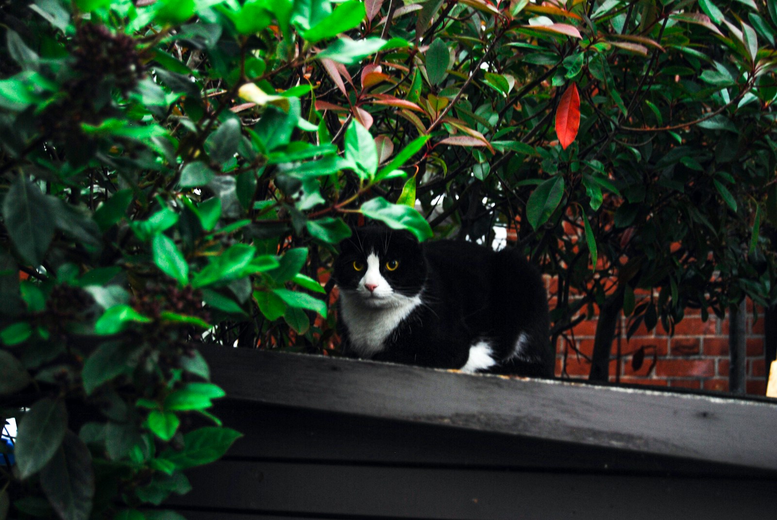 tuxedo cat on black wooden table